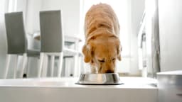 Popular pet food brand halts production after FDA warns of possible dangerous contamination